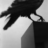 Monólogo con un cuervo 2011